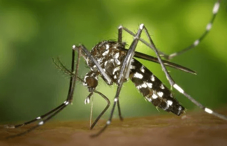 Imagem de Chikungunya IgG + IgM